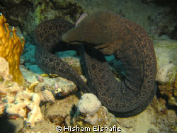 Twisted Moray Eel by Hisham Elshafie 